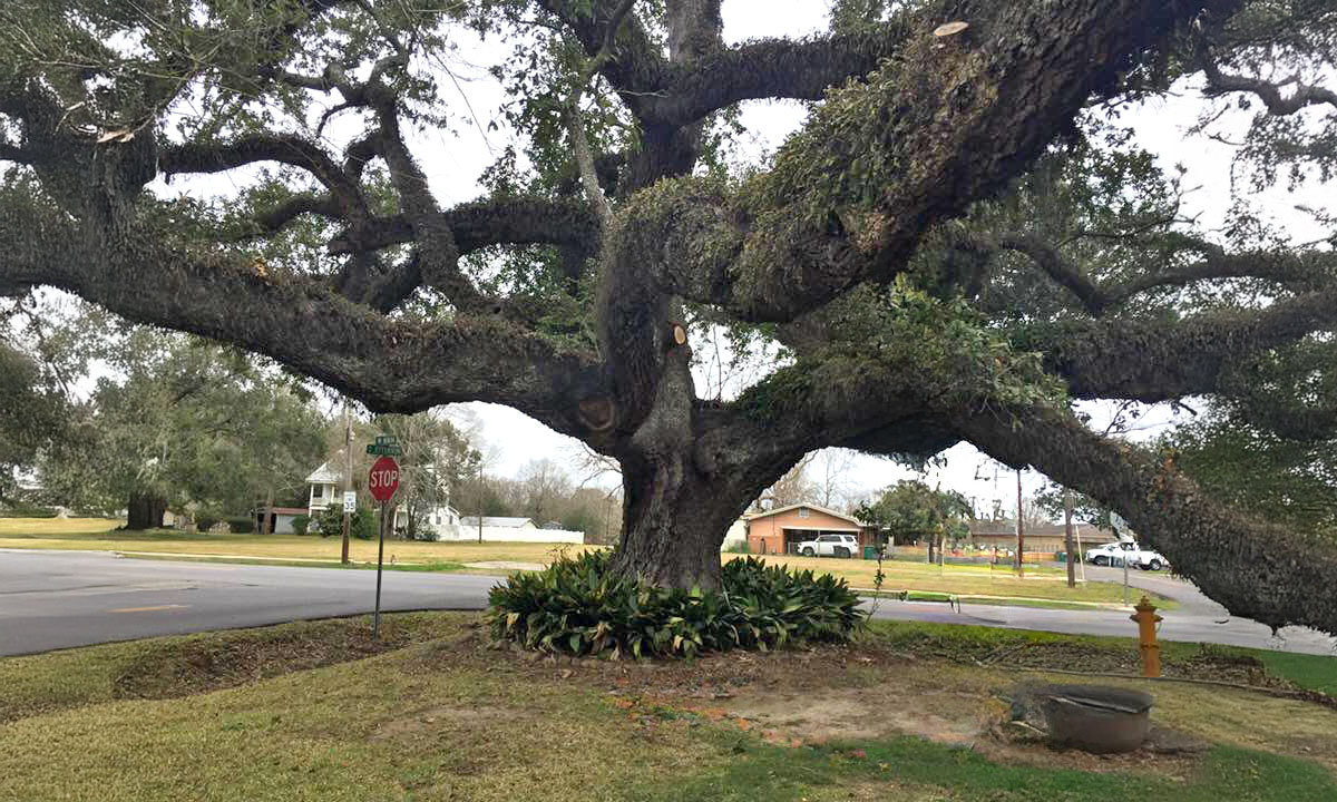 Big Live Oak Tree