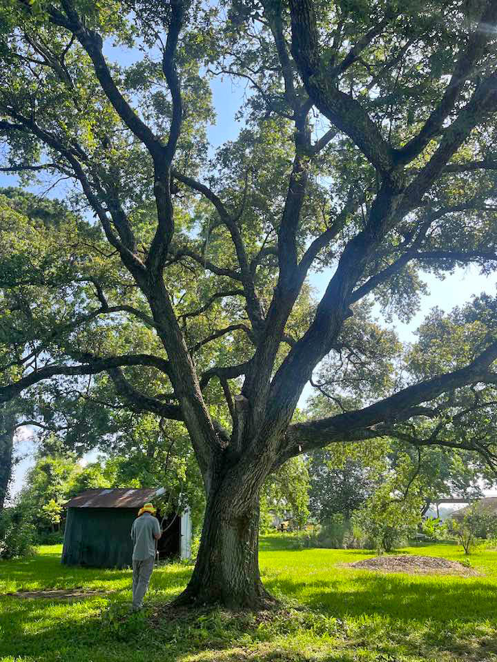 Louisiana Oak