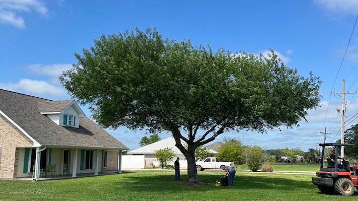 Trimmed Tree